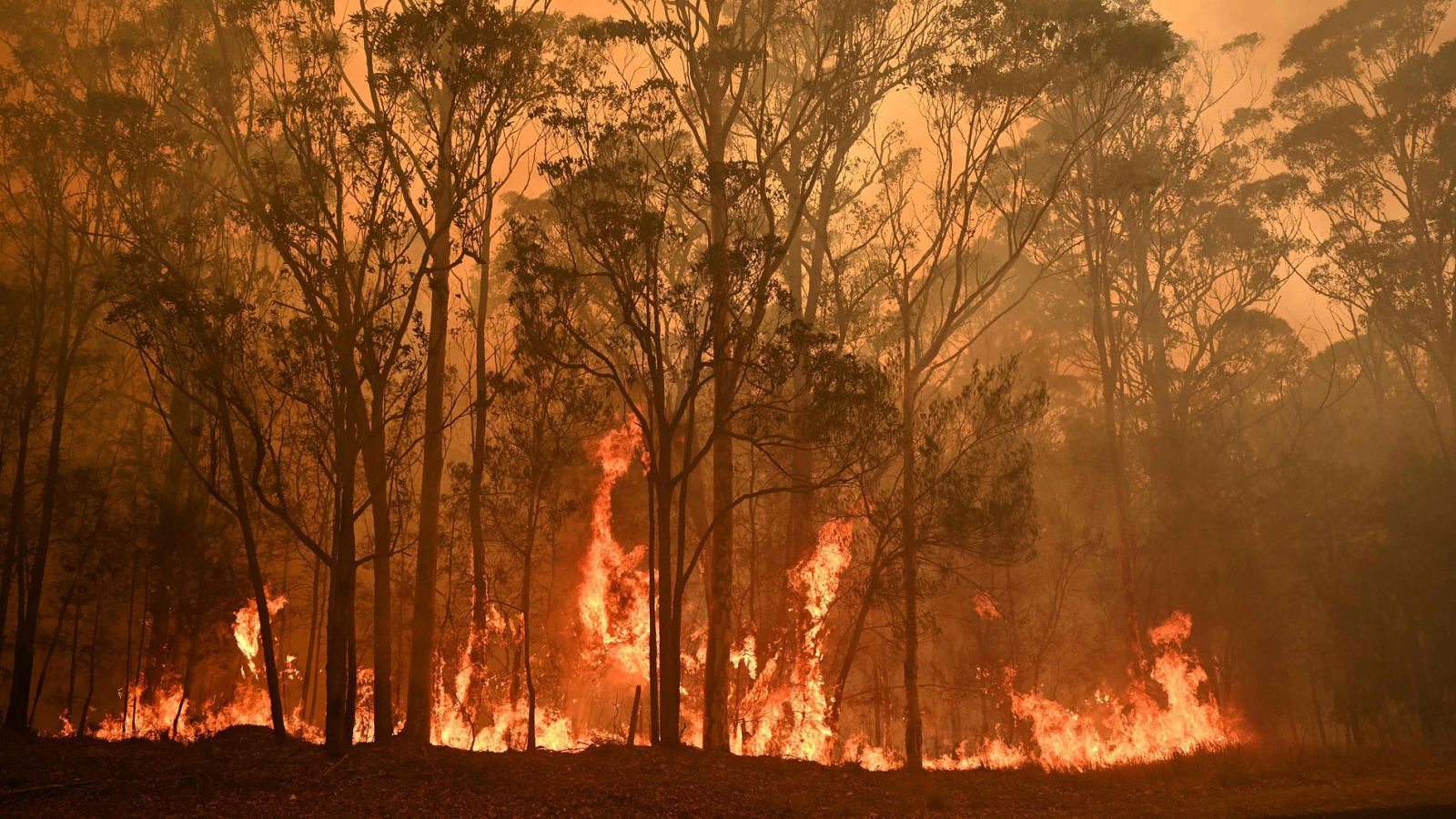 Conocemos la última hora de los incendios australianos con Jacob Petrus