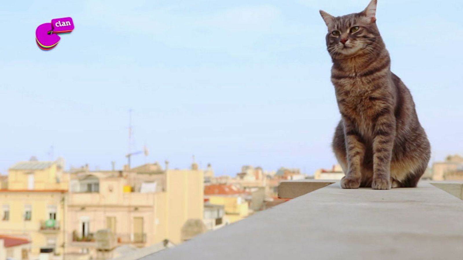 ¿Sabes por qué los gatos se suben a los lugares más altos e insospechados? - Club Clan | Ver