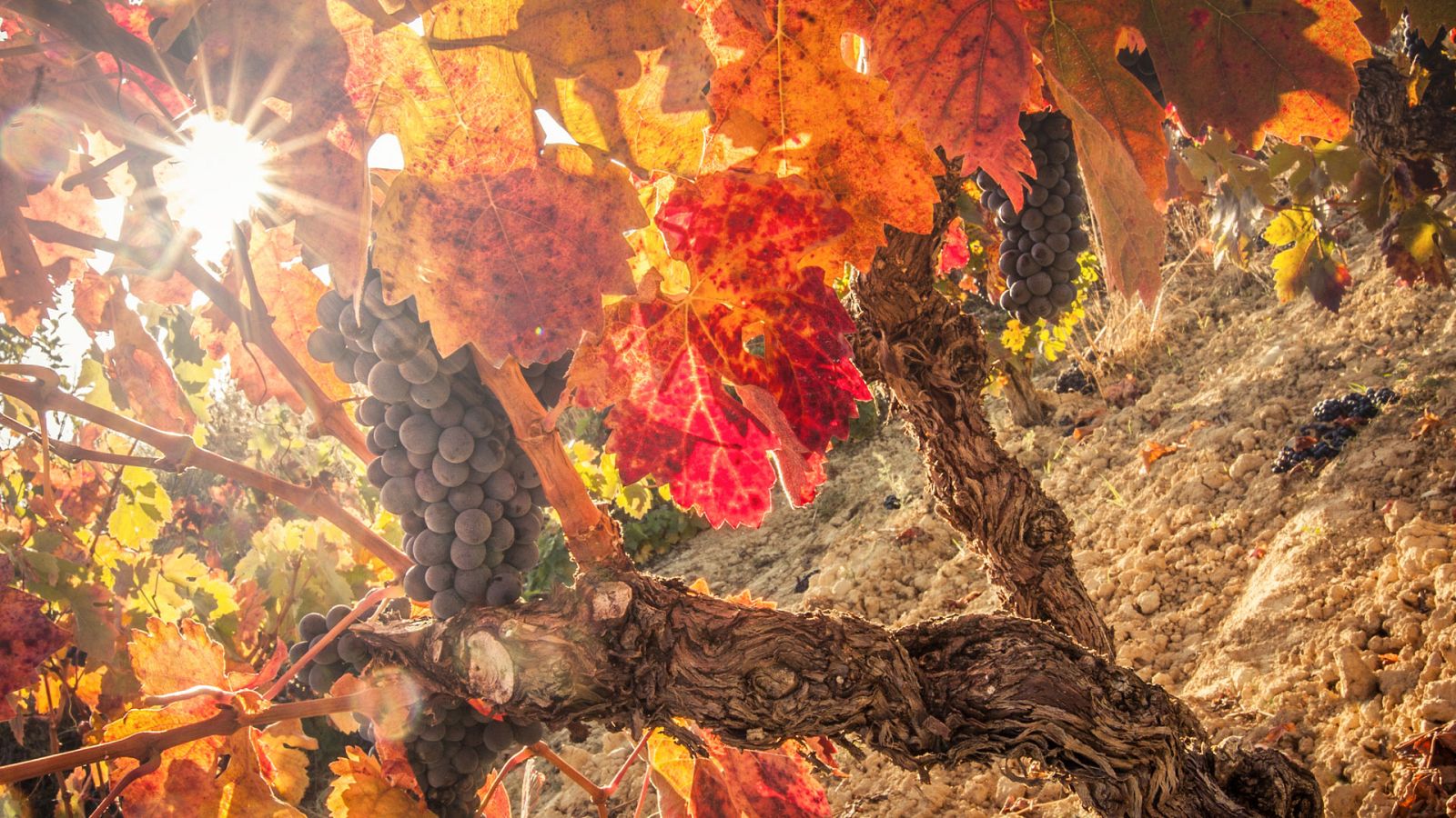 Escala humana - La casa por el tejado - ver ahora