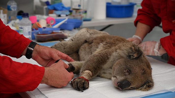 Modo Digital - Un hospital para salvar a koalas de los incendios