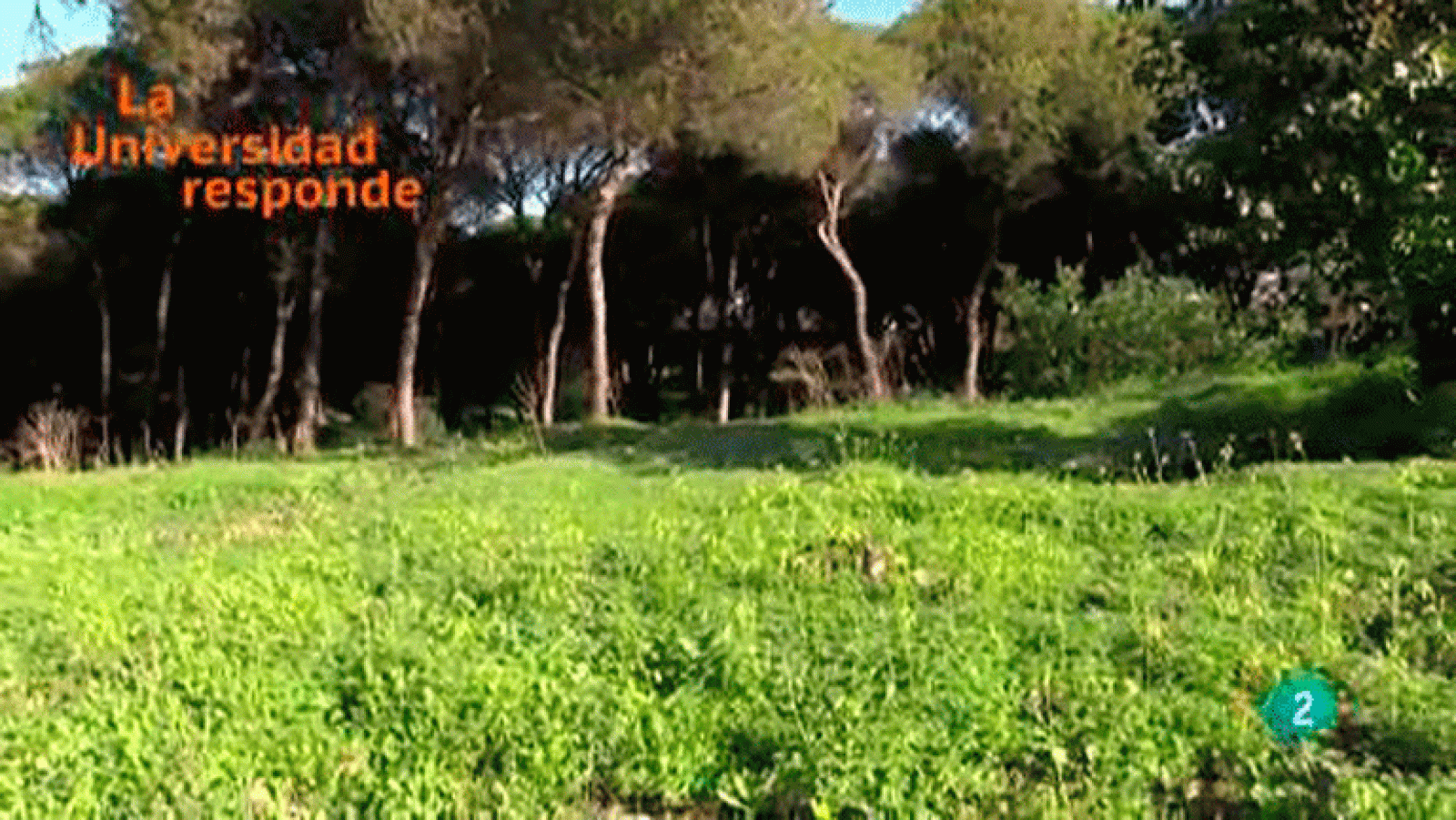 La aventura del saber ¿Podemos considerar el suelo como un ente natural vivo? La Universidad Responde. Universidad Internacional de Andalucía.