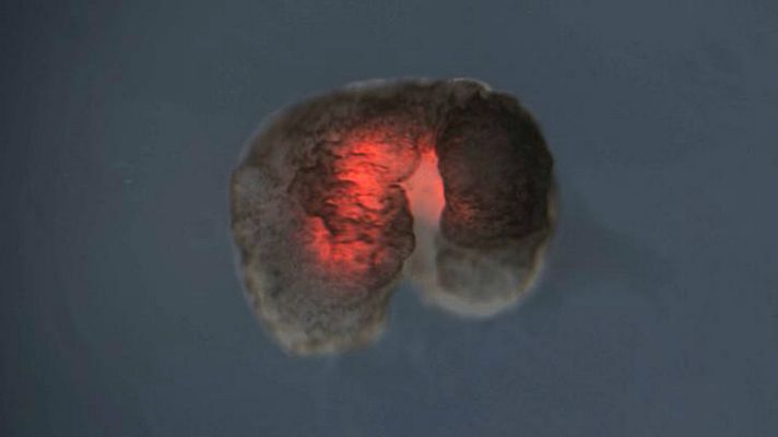 Modo Digital - 'Xenobots', los "robots vivos" creados con células de rana