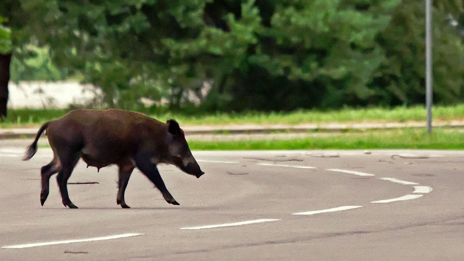 En la carretera M-30 de Madrid, muchos conductores se han encontrado un jabalí cruzando la mediana de esta carretera de circunvalación. Los coches tuvieron que hacer una pausa para no atropellar a este animal que cruzó seis carriles.