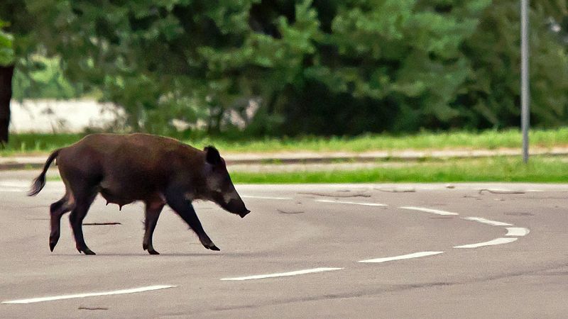 En la carretera M-30 de Madrid, muchos conductores se han encontrado un jabalí cruzando la mediana de esta carretera de circunvalación. Los coches tuvieron que hacer una pausa para no atropellar a este animal que cruzó seis carriles.