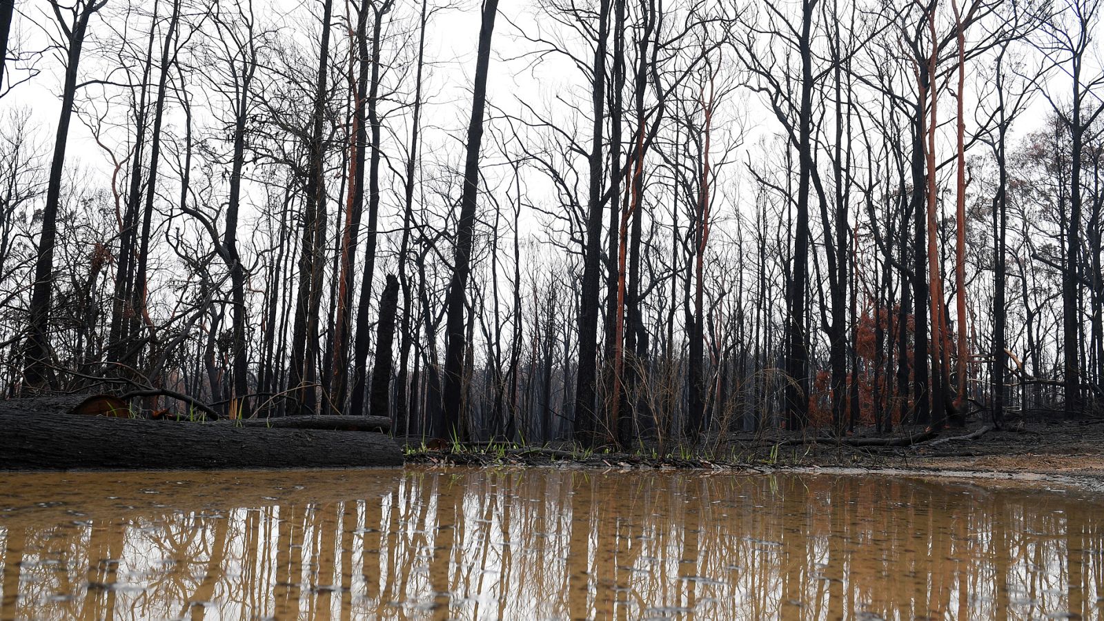 La lluvia, gran aliada contra los incendios en Australia