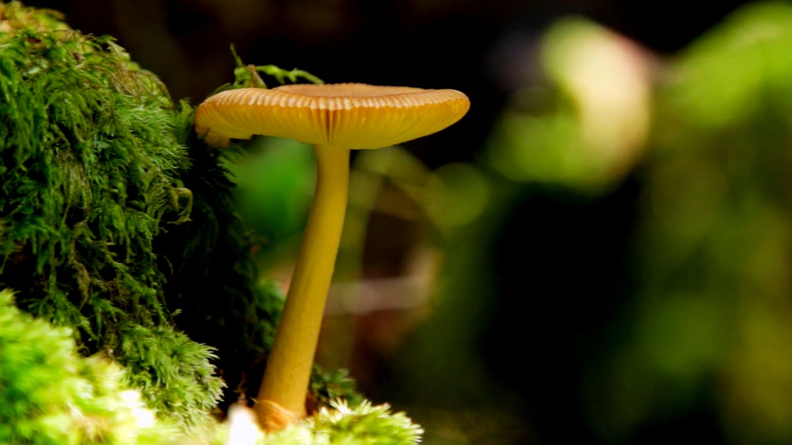 El señor de los bosques - Leurtza (Navarra) - ver ahora