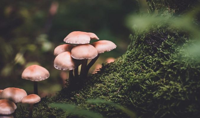 Aquí la Tierra - Setas de primera del Bierzo