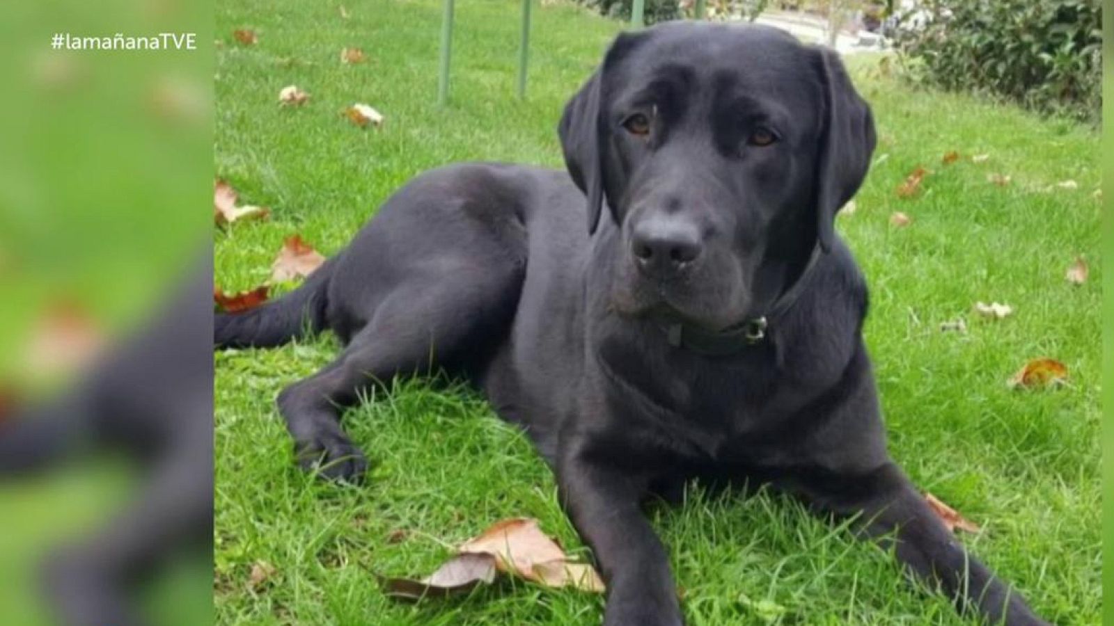 La Mañana - La desesperada búsqueda de la perra Pocahontas