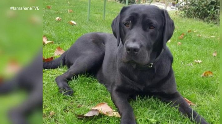 La mañana - La desesperada búsqueda de la perra Pocahontas