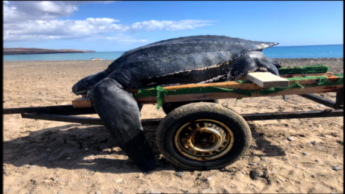 Telecanarias - Telecanarias 2 - 23/01/2020