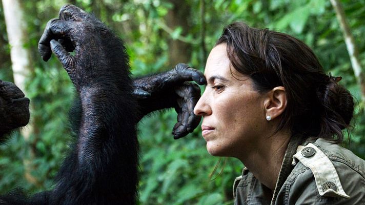  - Una vida dedicada a comunicarse con los chimpances