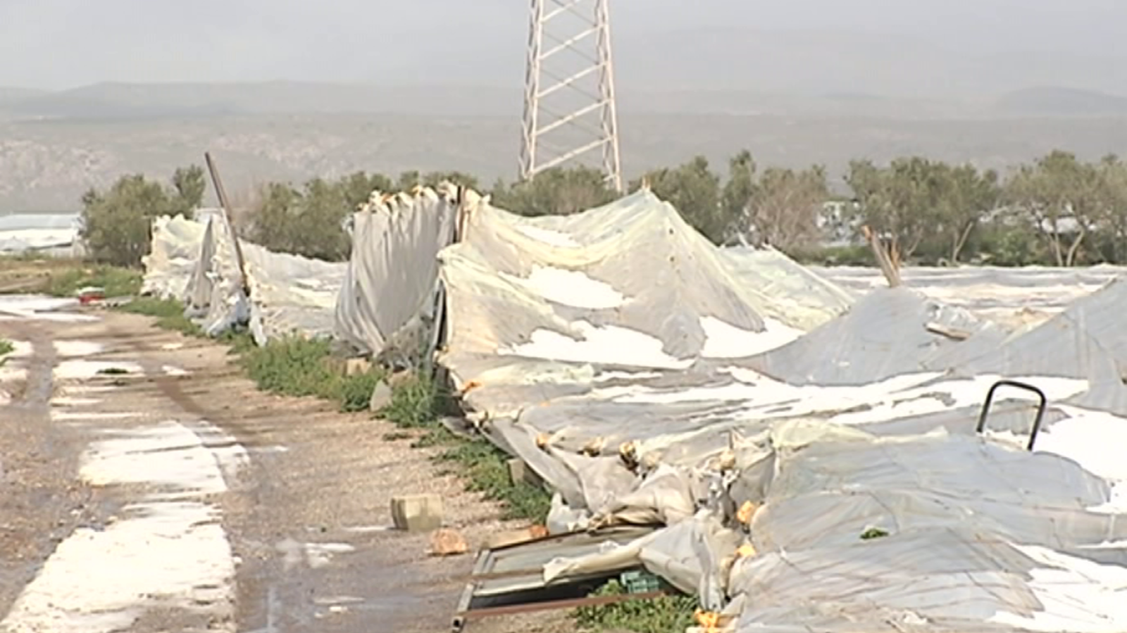 Agrosfera - 25/01/20 - ver ahora