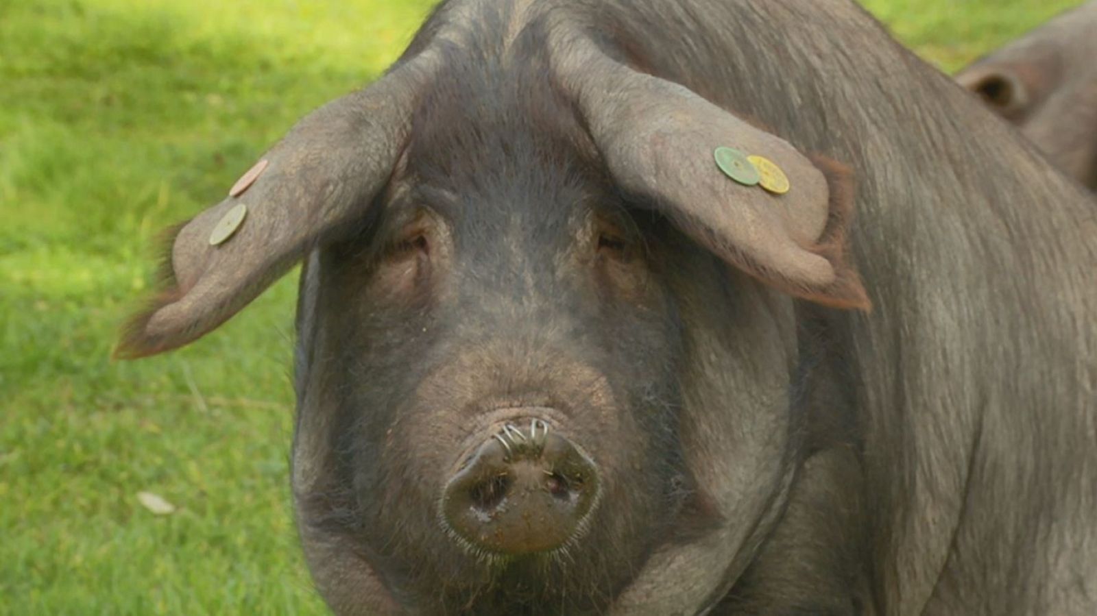 Aquí la tierra - 27/01/20 - ver ahora