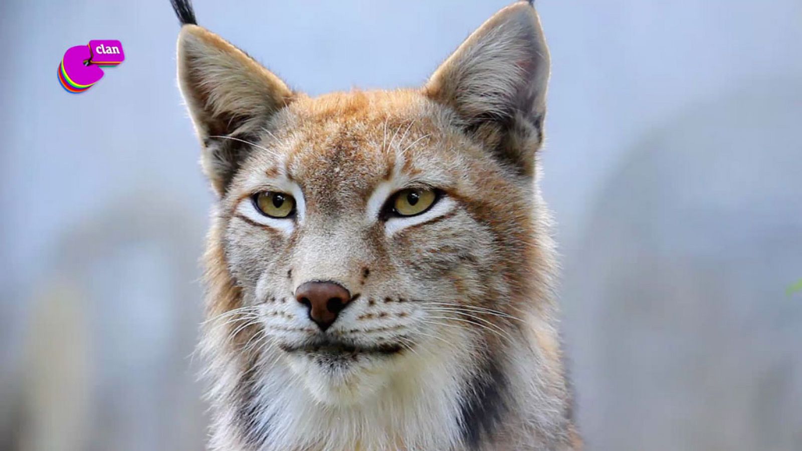 ¿Sabes porqué se dice que alguien tiene 'vista de lince'? - Club Clan | Ver