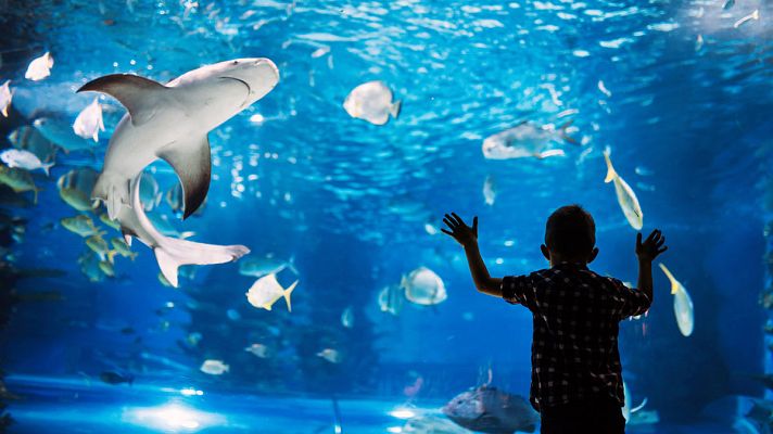 Telediario 1 - Los niños, protagonistas del día internacional de la educación medioambiental