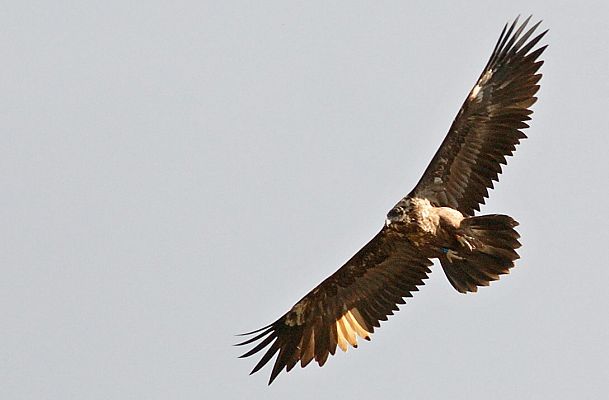 Telediario 1 - El quebrantahuesos se enfrenta a una nueva amenaza