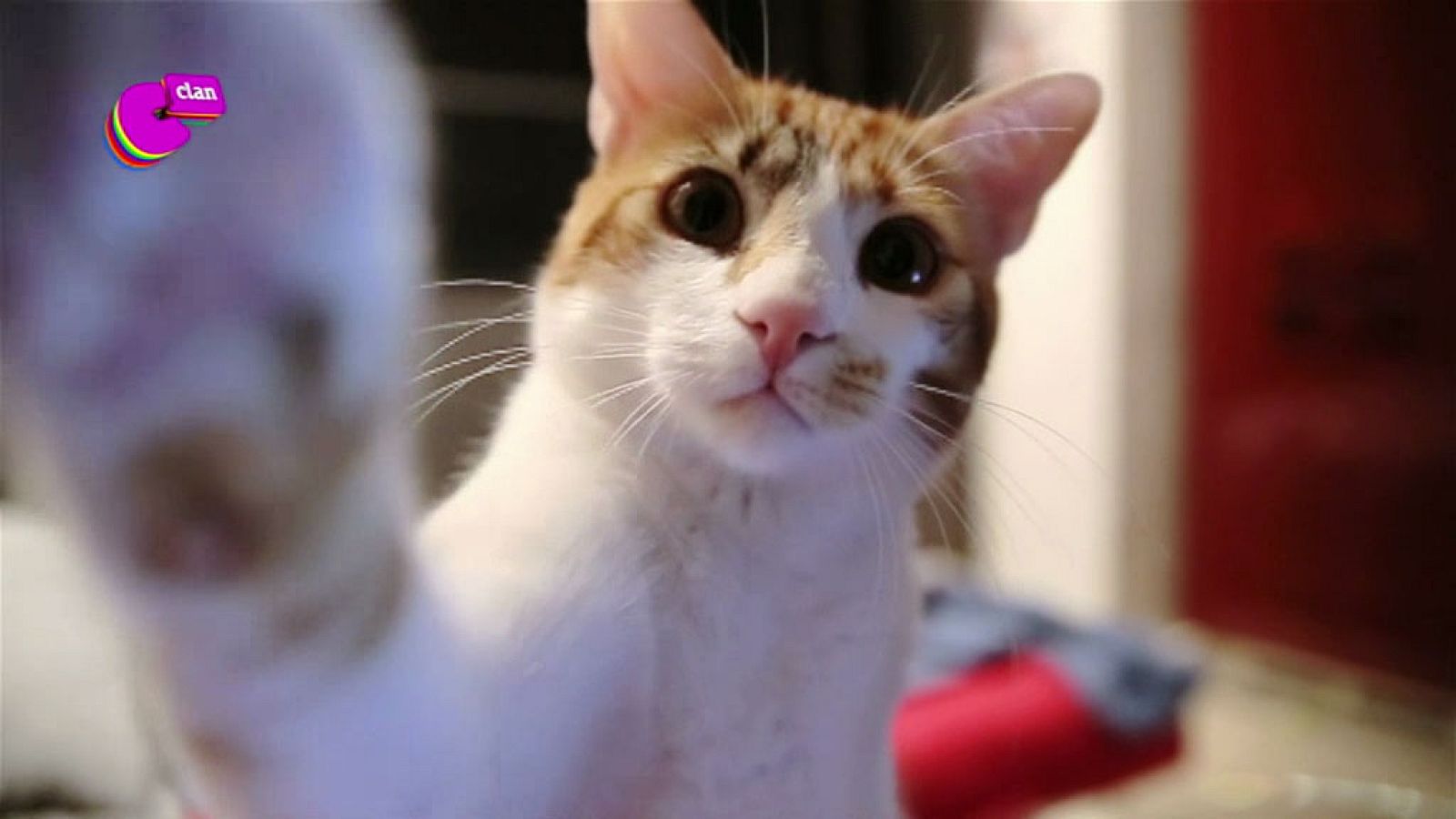 ¡Chócala! - Club Clan | Ver