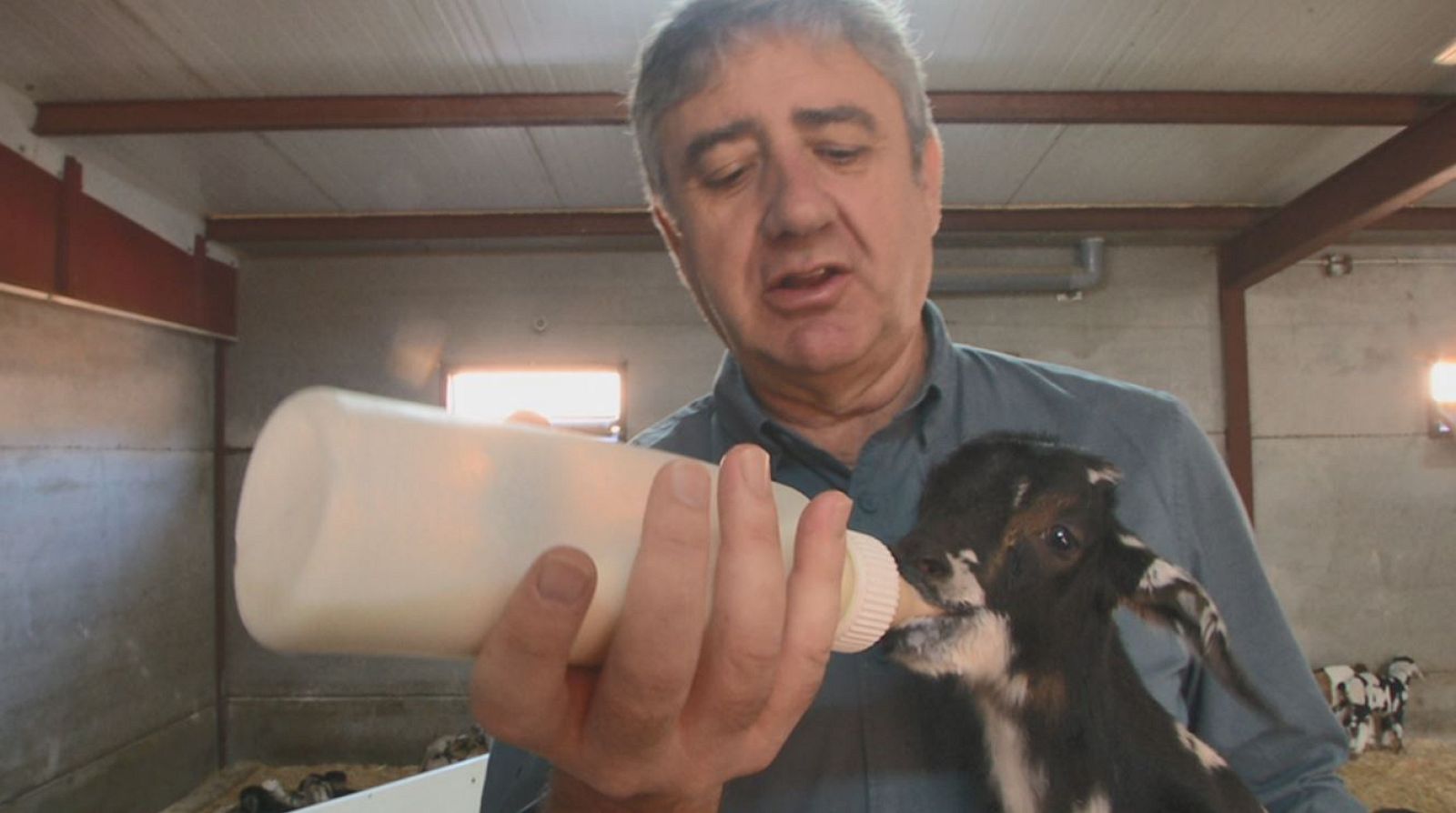 España Directo - El queso de las ovejas majoreras - Aquí la Tierra | Ver