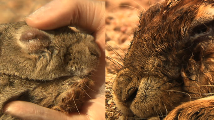 Jara y sedal - Mixolepus, el futuro de la liebre