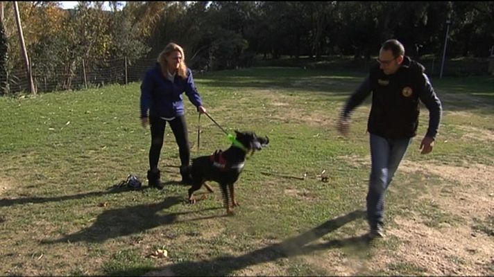 L'Informatiu - Gossos per protegir dones maltract