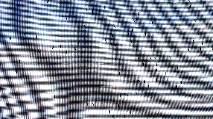 Modo Digital - Se organizan campañas de información contra el dengue