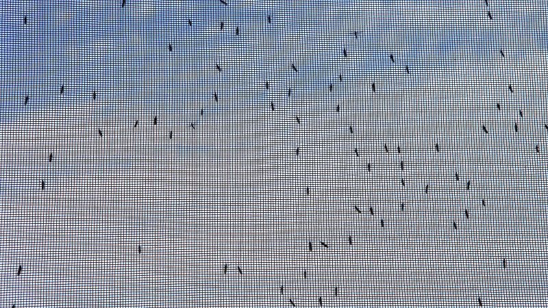 Para combatir el dengue, en Colombia, se organizan campañas de información a los ciudadanos