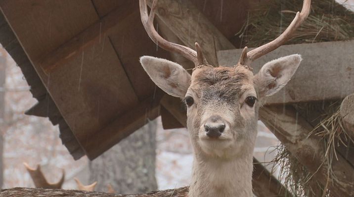 Aquí la Tierra - Qué ver en el Parque faunístico de los Pirineos