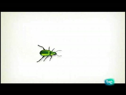 El escarabajo verde - El camino de los caminos de Menorca