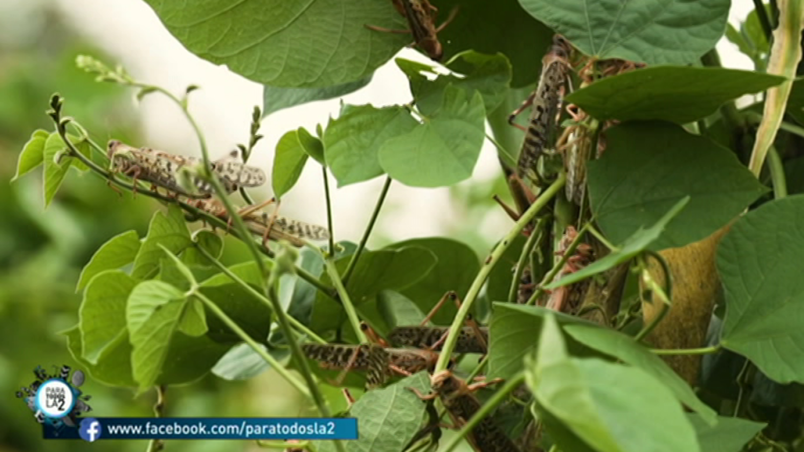 Para todos La 2 - 15/02/20 - ver ahora