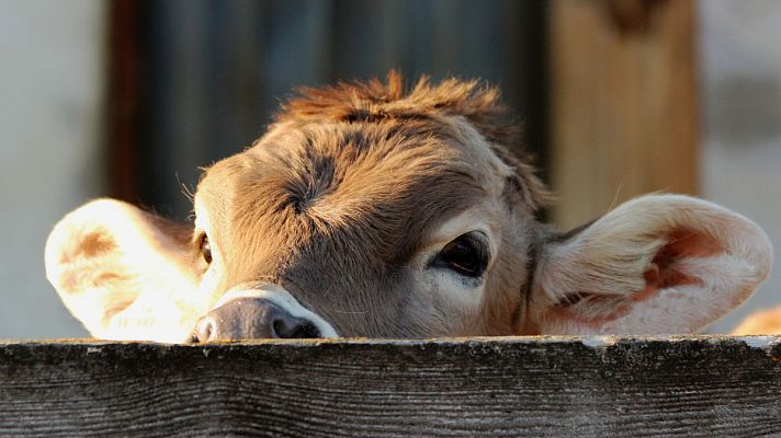 Telediario 1 - Ganadería, una profesión que requiere "una dedicación de 365 días al año"