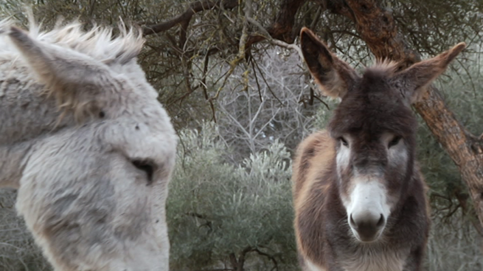 Aquí la Tierra - 16/02/20 - ver ahora