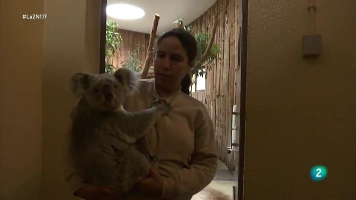 La 2 Noticias - Nace un bebé koala en Lisboa