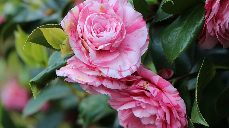 La Ruta de las Camelias - Espa�a Directo | Ver