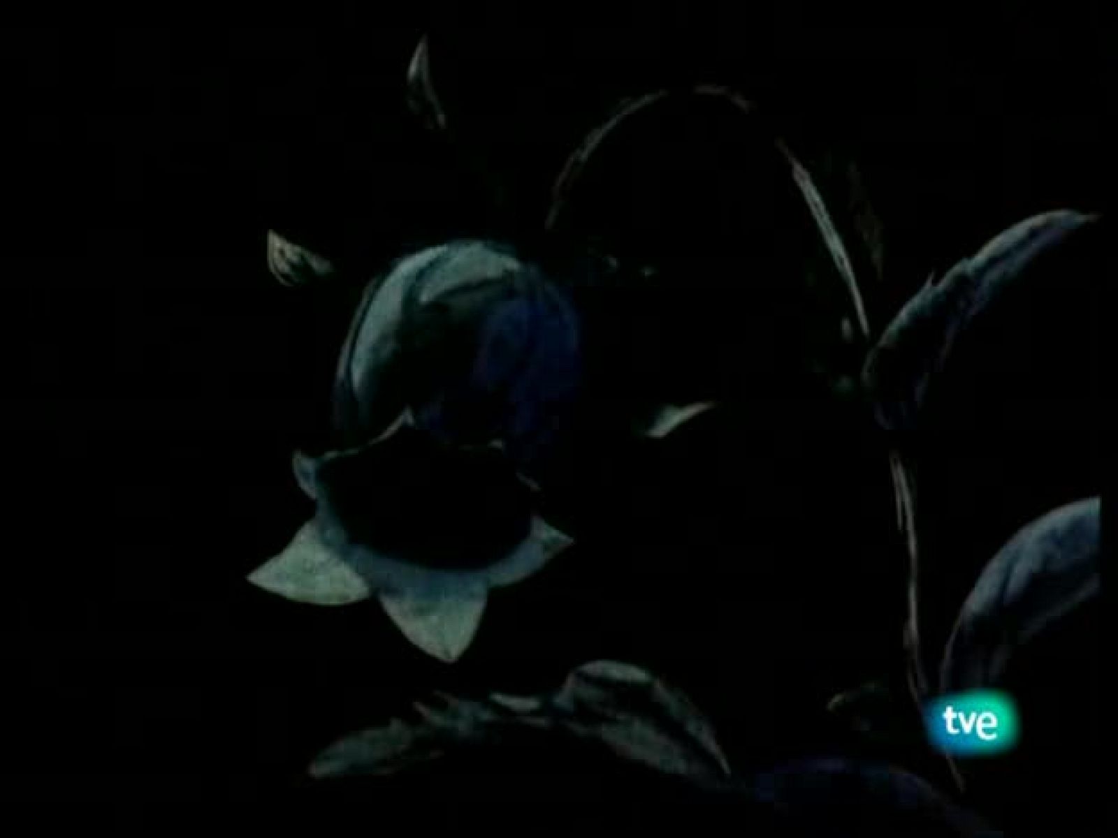 La abeja Maya - La Abeja Maya | Ver