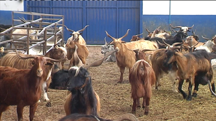 Telecanarias - Telecanarias 2 - 19/02/2020