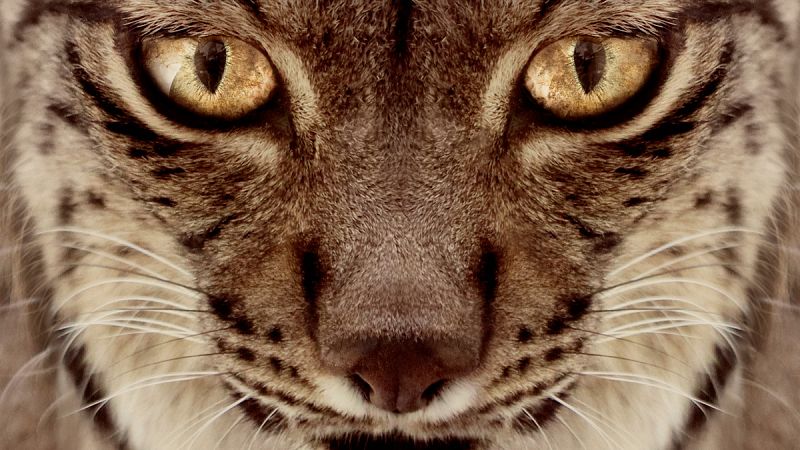 Tráiler de 'Dehesa, el bosque del lince ibérico' | Ver