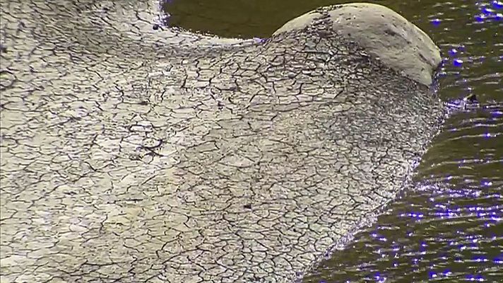 Telediario 1 - Canarias plantea la declaración de emergencia hídrica