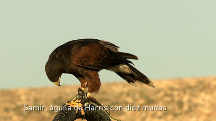 Jara y sedal - Pico a viento