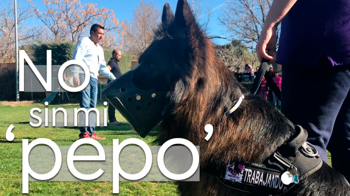 Modo Digital - No sin mi 'pepo': víctimas de violencia machista piden abrir todas las puertas a sus perros de protección