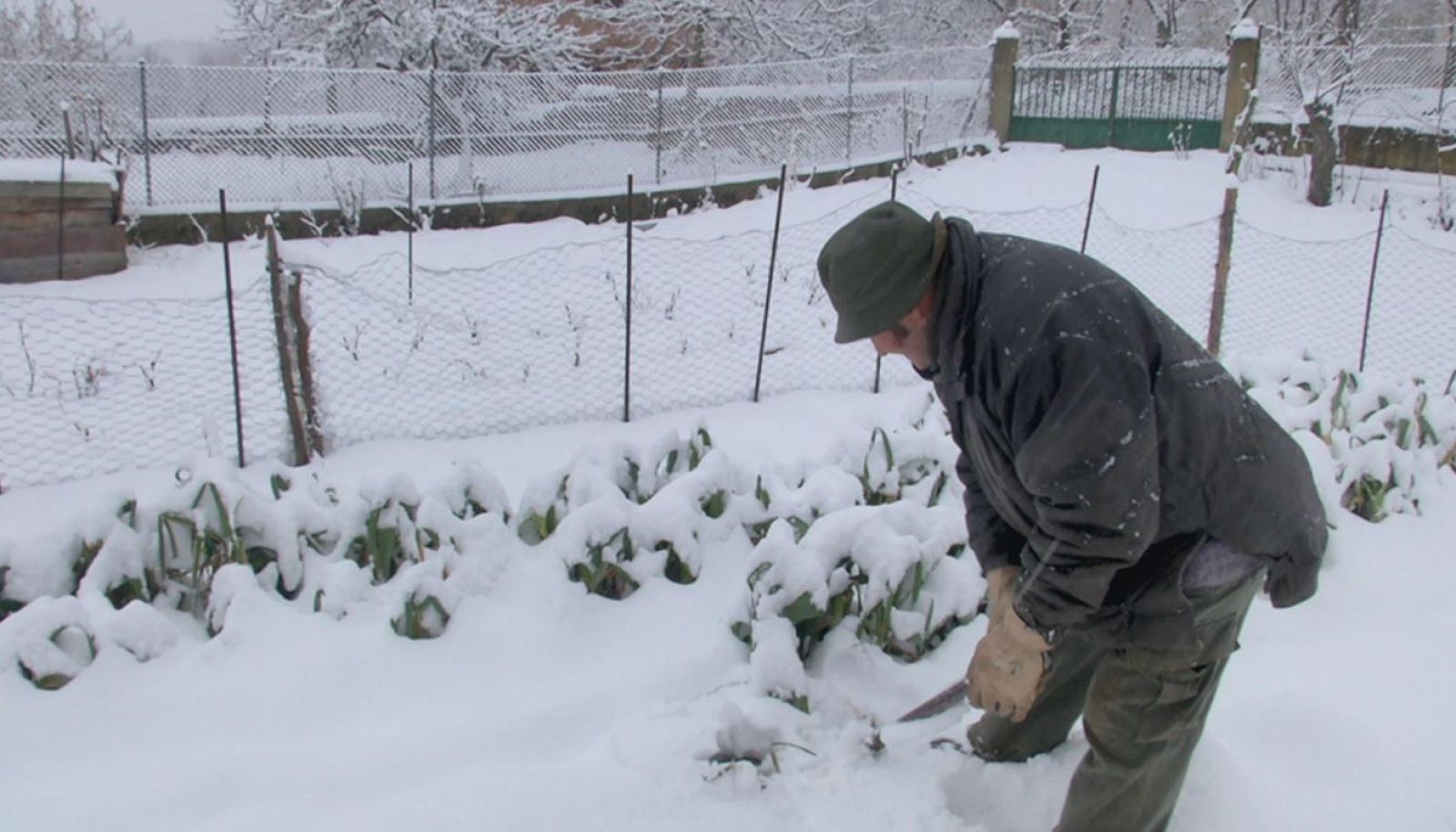 Una huerta blanca por la nieve