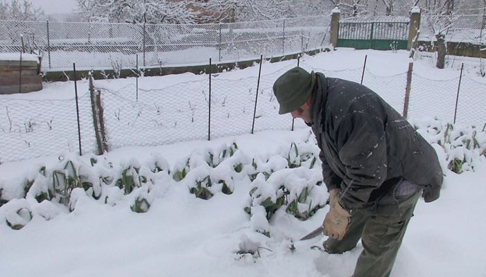 Aquí la Tierra - Una huerta blanca por la nieve