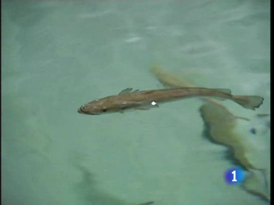  - Merluzas de piscifactoría