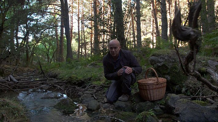 El señor de los bosques - Braojos de la Sierra (Madrid)