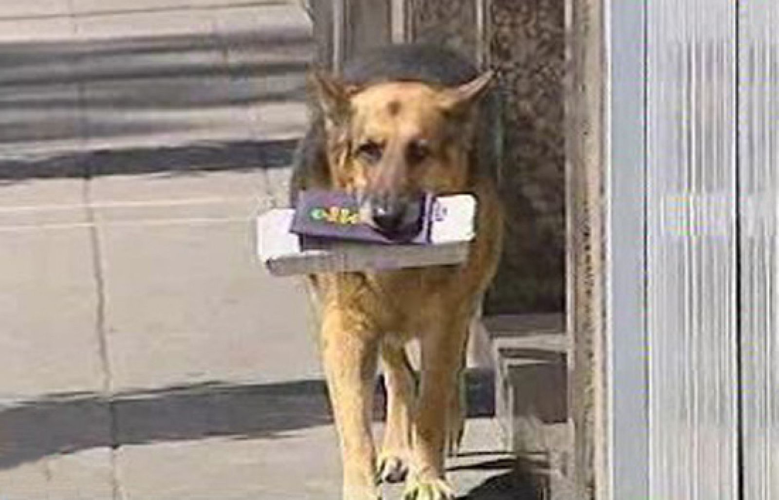 España Directo - Roy, el perro recadero | Ver