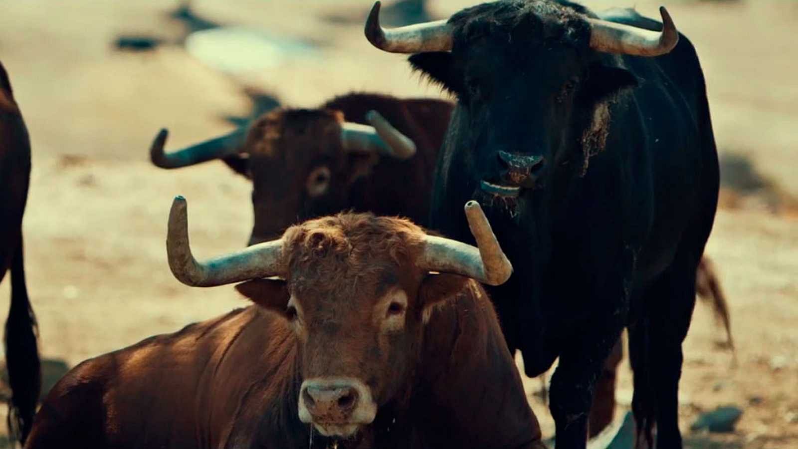 Hablamos de tauromaquia con el torero, Miguel Abellán