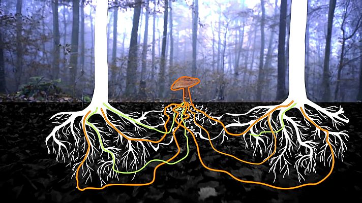 El escarabajo verde - La internet del bosque