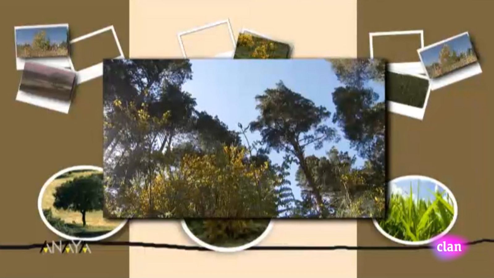 CIENCIAS NATURALES - Árbol y arbusto - EduClan 3 a 5 años | Ver