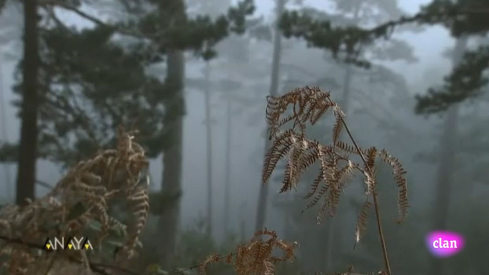 CIENCIAS NATURALES. Meteorologia - EduClan 3 a 5 años | Ver