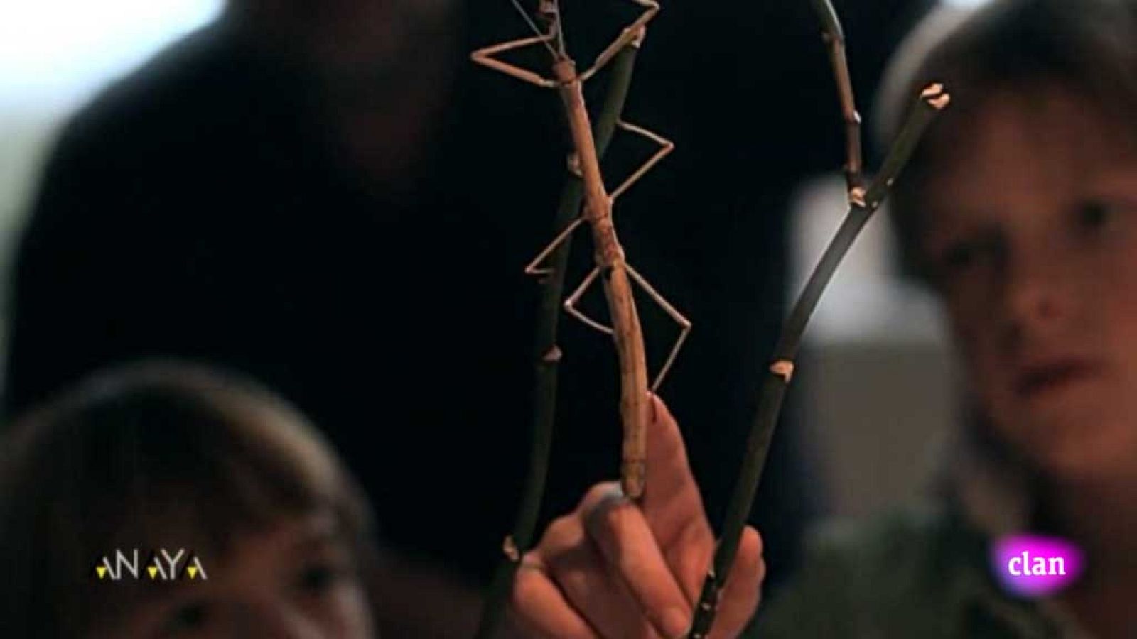 CIENCIAS NATURALES - ¿Cómo son los insectos? - EduClan 6 a 8 años | Ver