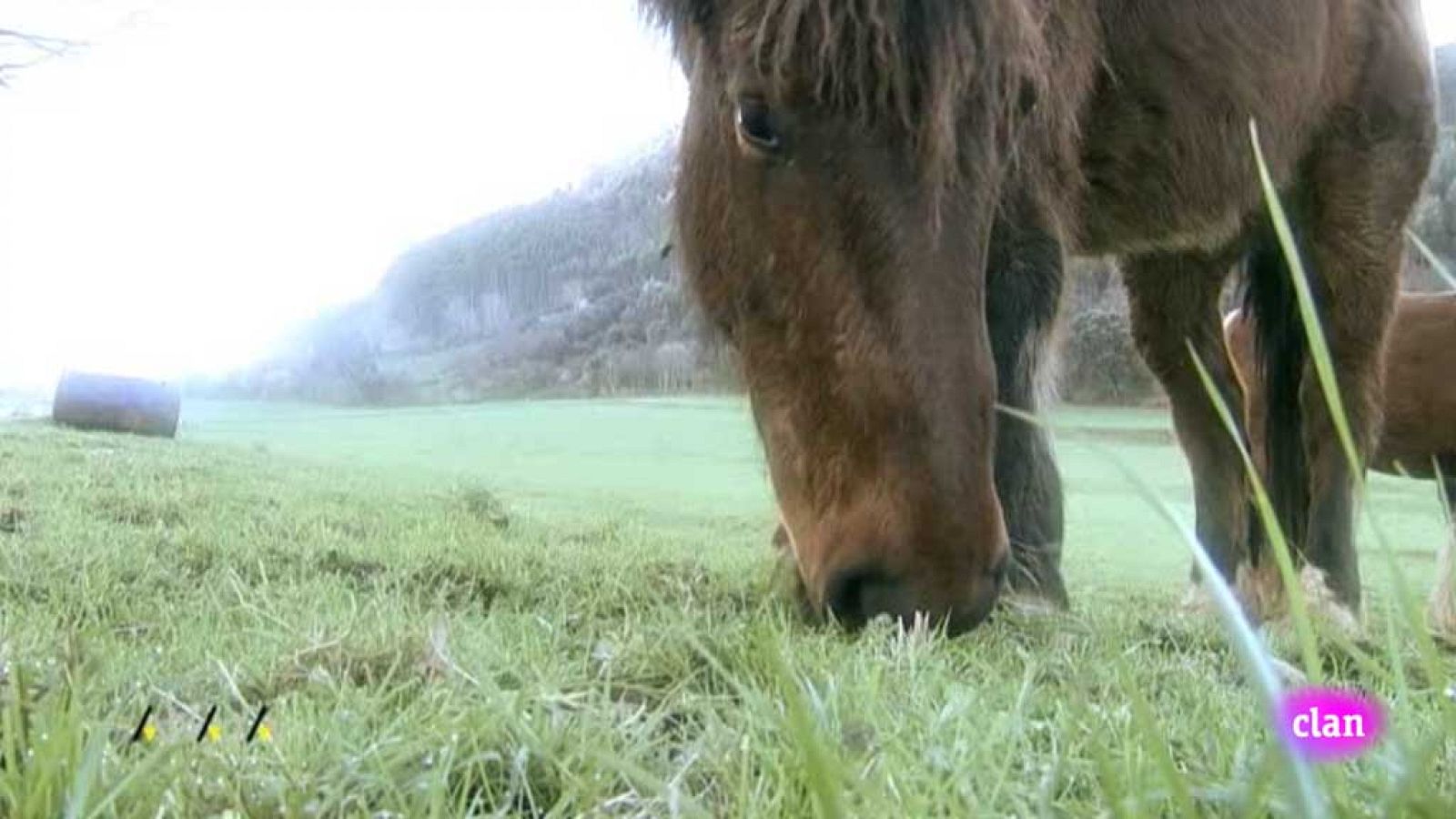 CIENCIAS NATURALES - Carnívoros, herbívoros y omnivoros - EduClan 6 a 8 años | Ver